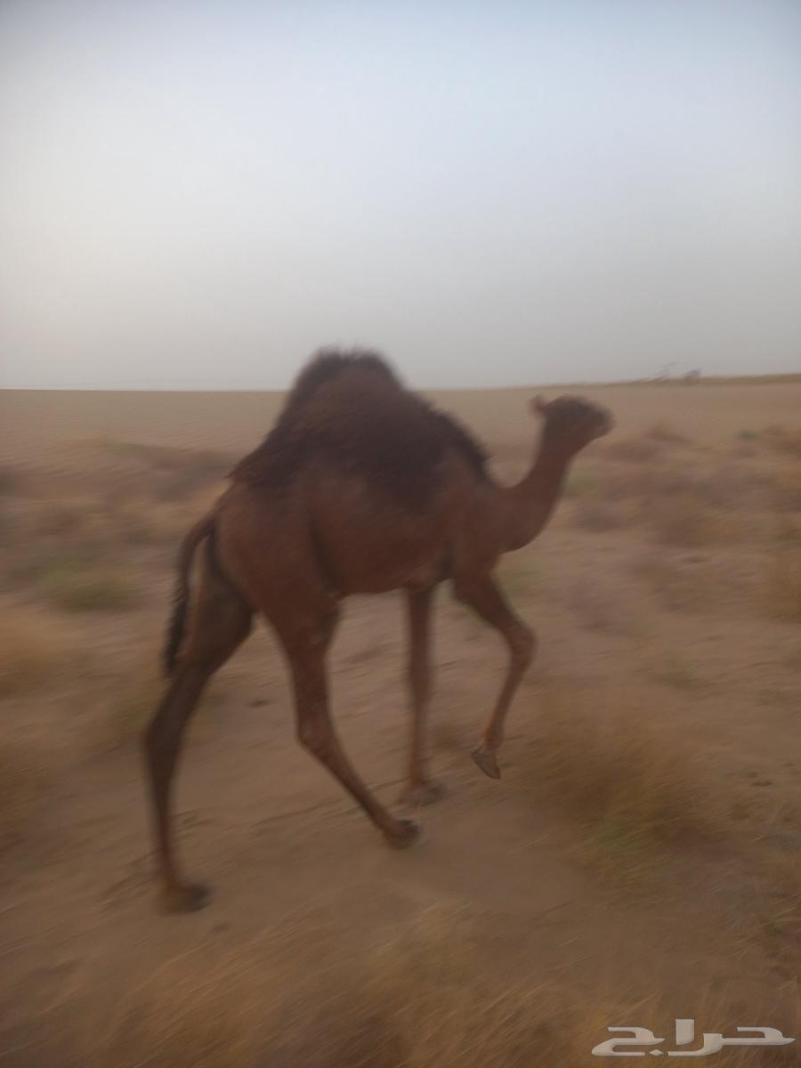 قعدان لباني على الشرط العدد خمسة63700365710979111