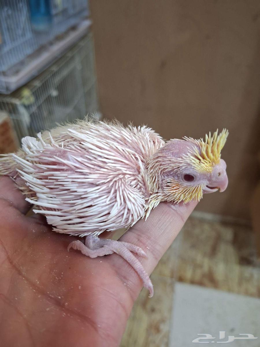 Latin and Regular Crane Chicks (Sold)63701227140227110