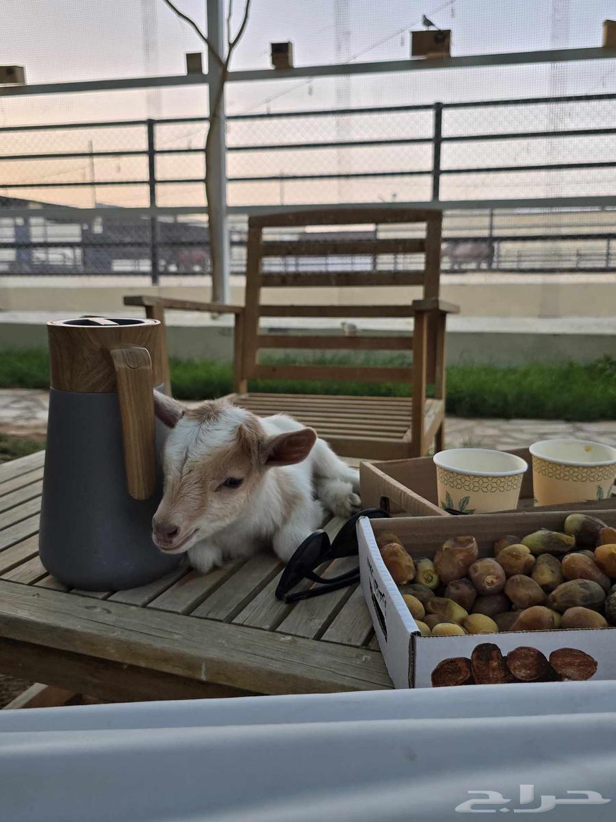 للبيع ماعز قزمي جفرة63656372846850111