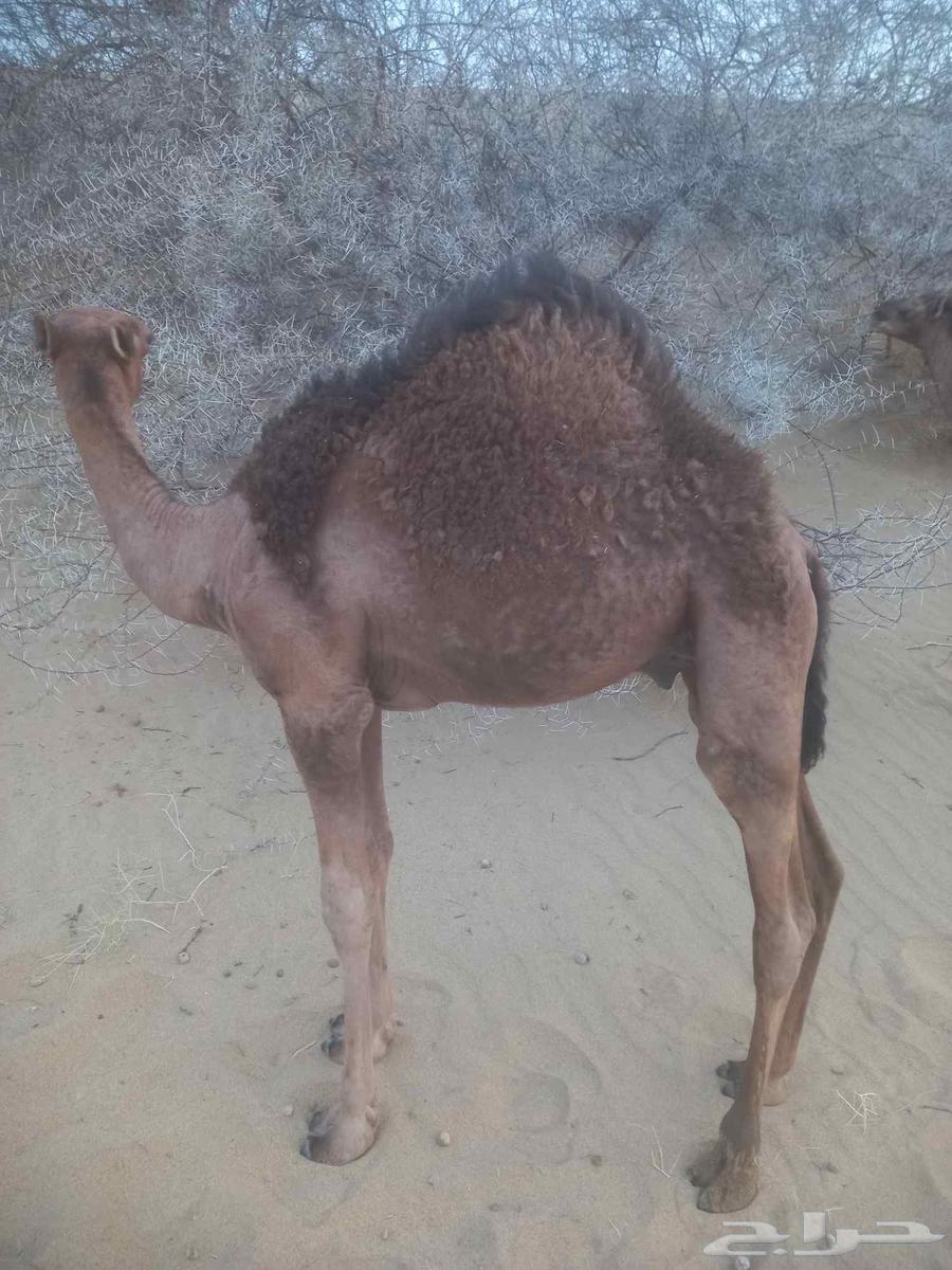 قعدان لباني على الشرط العدد خمسة63700365710979112