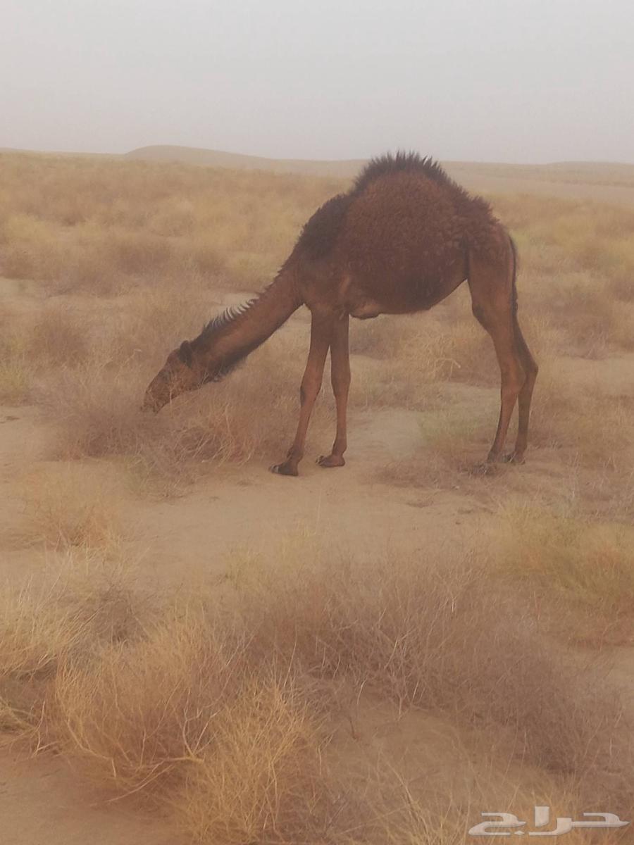 قعدان لباني على الشرط العدد خمسة63700365710979113