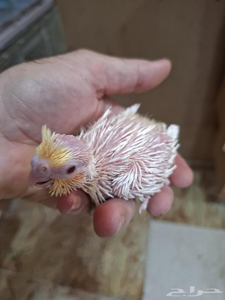 Latin and Regular Crane Chicks (Sold)63701227140227112