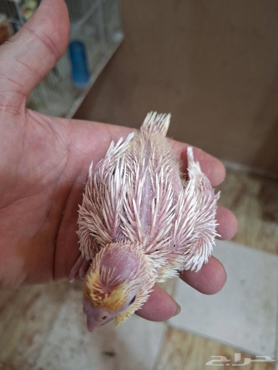 Latin and Regular Crane Chicks (Sold)63701227140227114