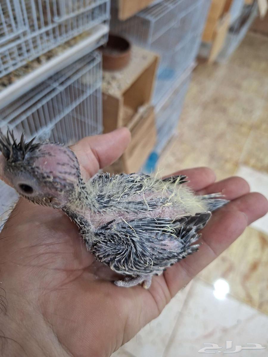 Latin and Regular Crane Chicks (Sold)63701227140227113