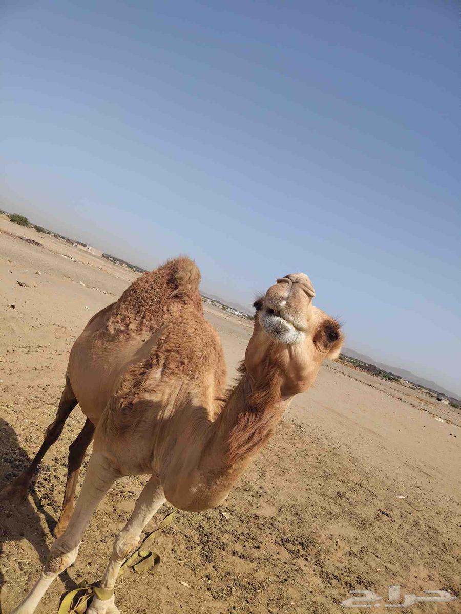 ناقه للبيع63700179673731111
