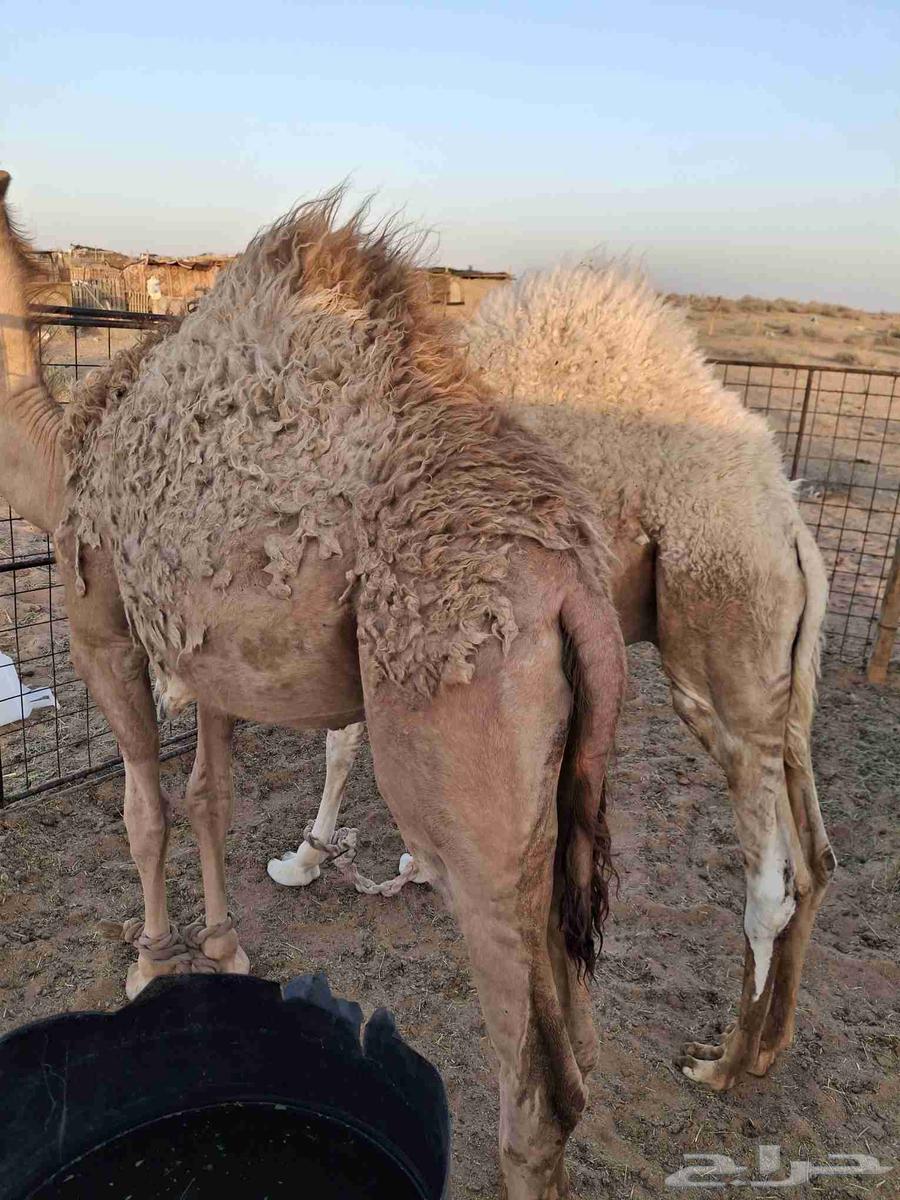 للبيع قود وبكره طيبات63700646706562110