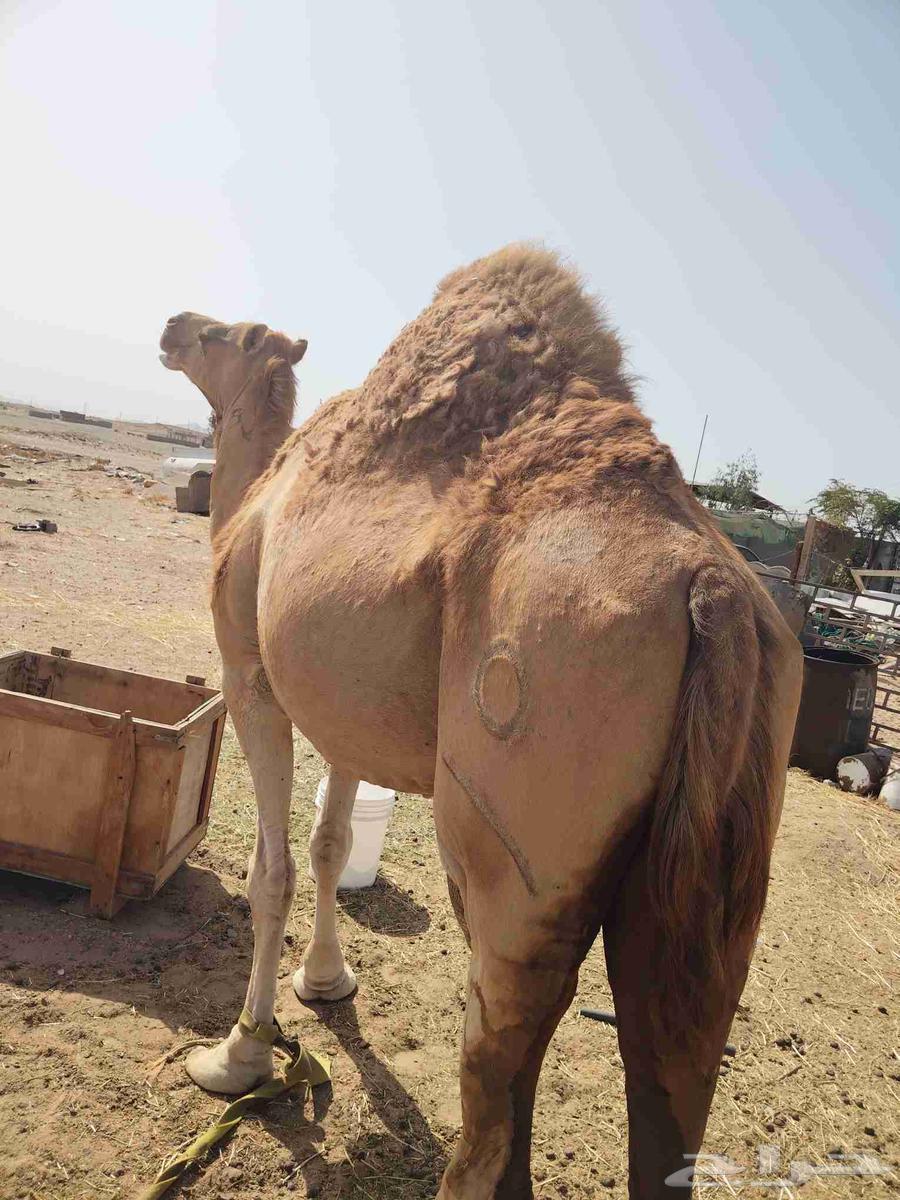 ناقه للبيع63700179673731110