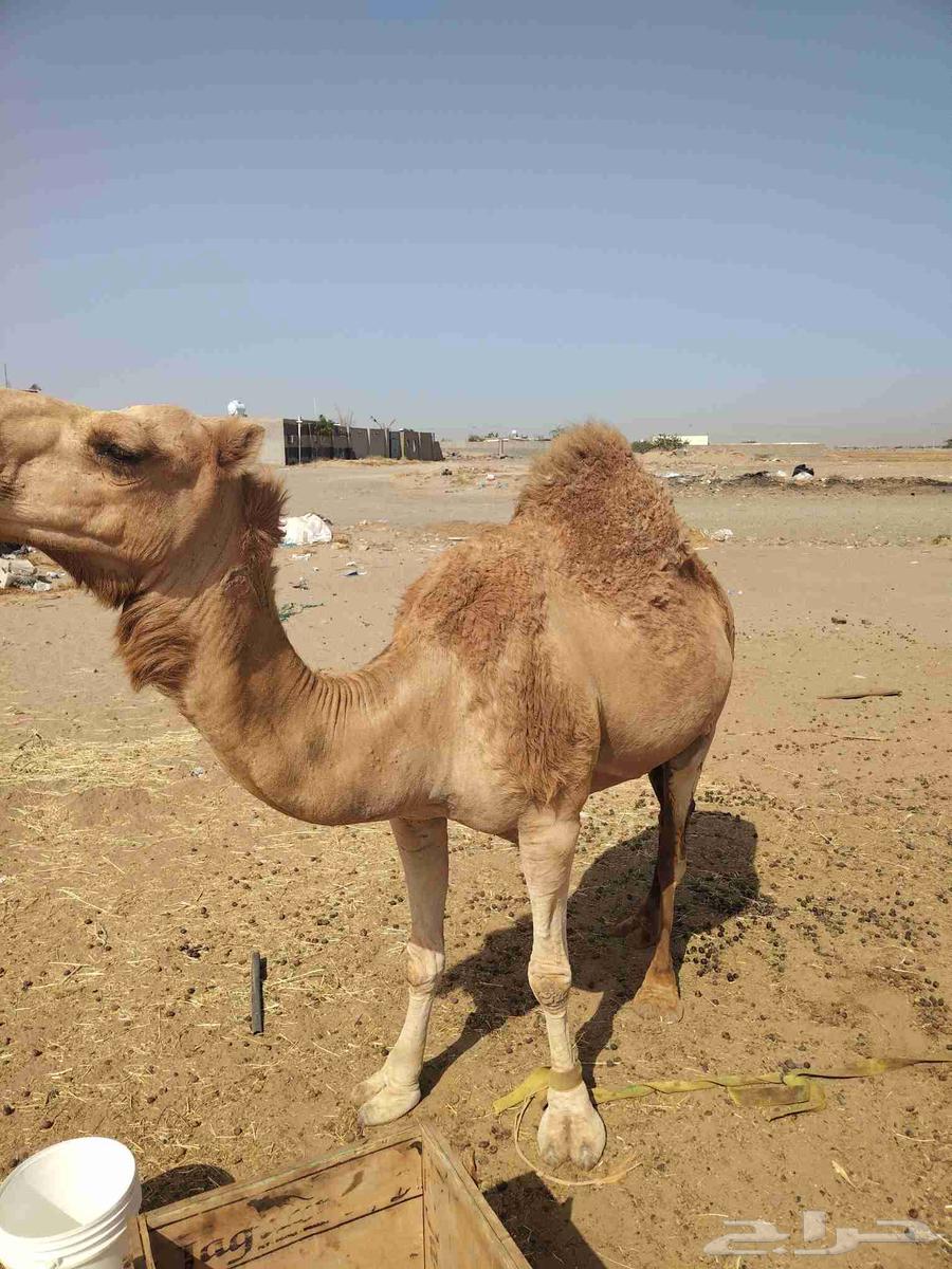 ناقه للبيع63700179673731114