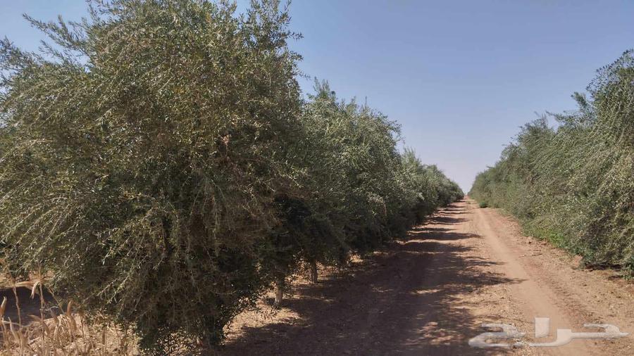 Olive trees for sale, all types63700459351555114
