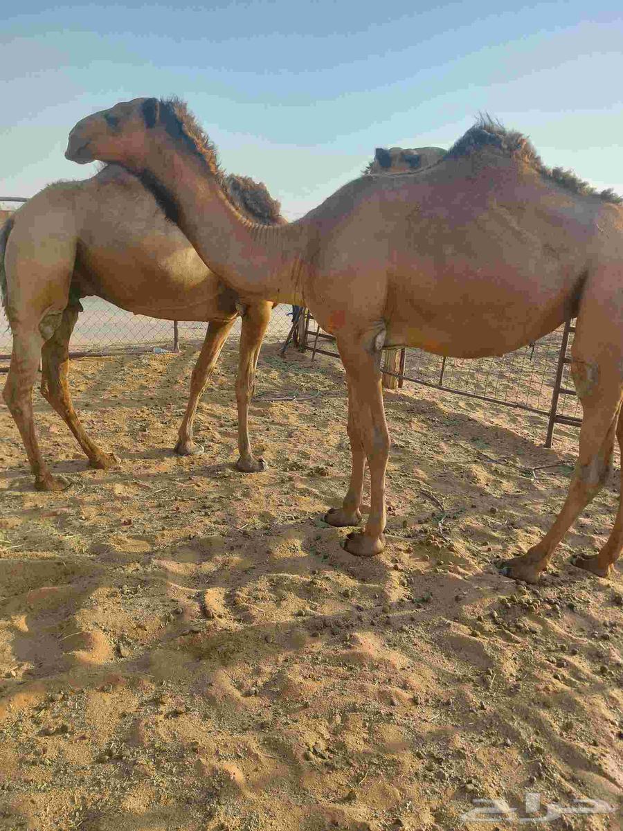 بكره دبيانيه لقحه علي بعير طيب لها6شهور عليهاسوم750063701879338627110