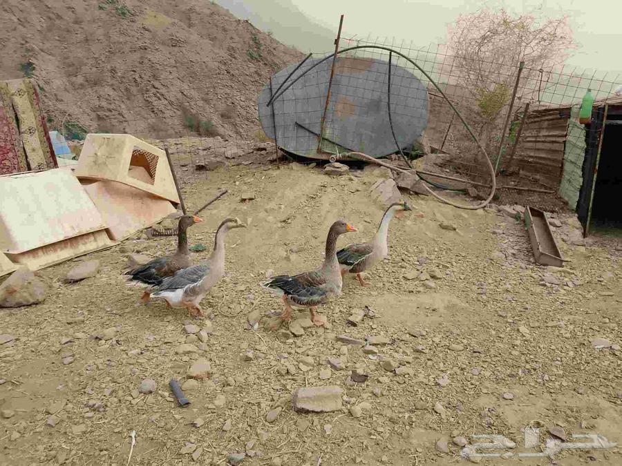 وز عراقي اصيل63701610189313113