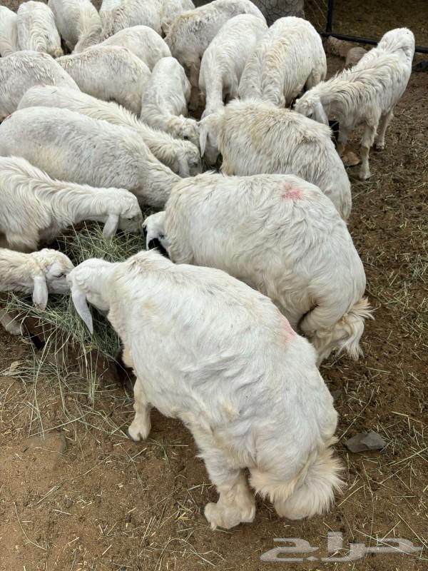 خرفان ورخال للبيع63704480706817111