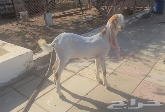 جفره حجازيه هولنديه بيضاء63705944146689112