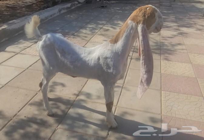 جفره حجازيه هولنديه بيضاء63705944146689110