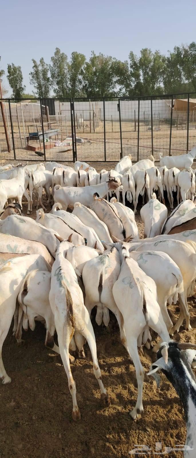 غنم تيوس صومالية للبيع تفريد وجملة63705650250497111