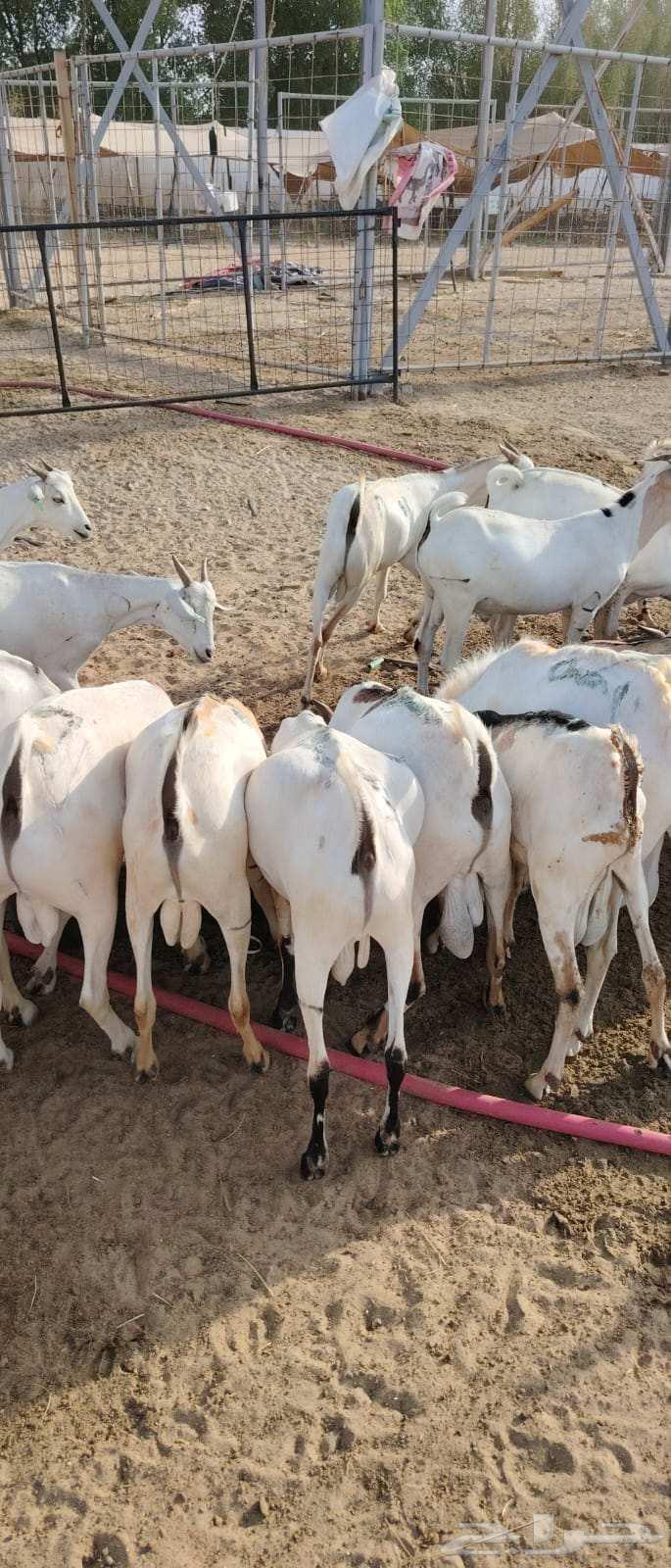 غنم تيوس صومالية للبيع تفريد وجملة63705650250497114