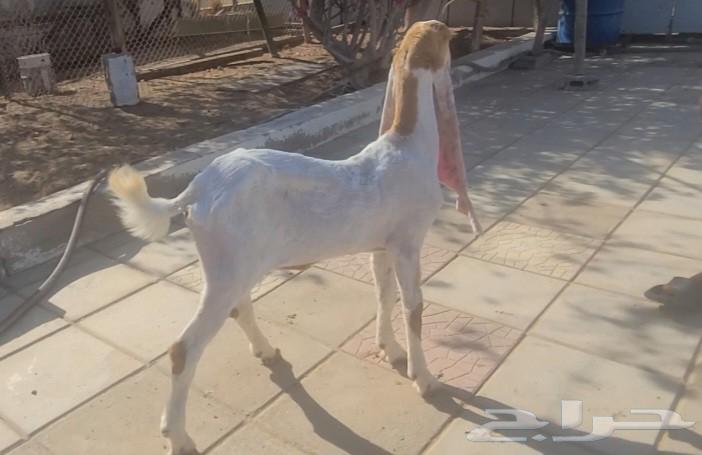 جفره حجازيه هولنديه بيضاء63705944146689111