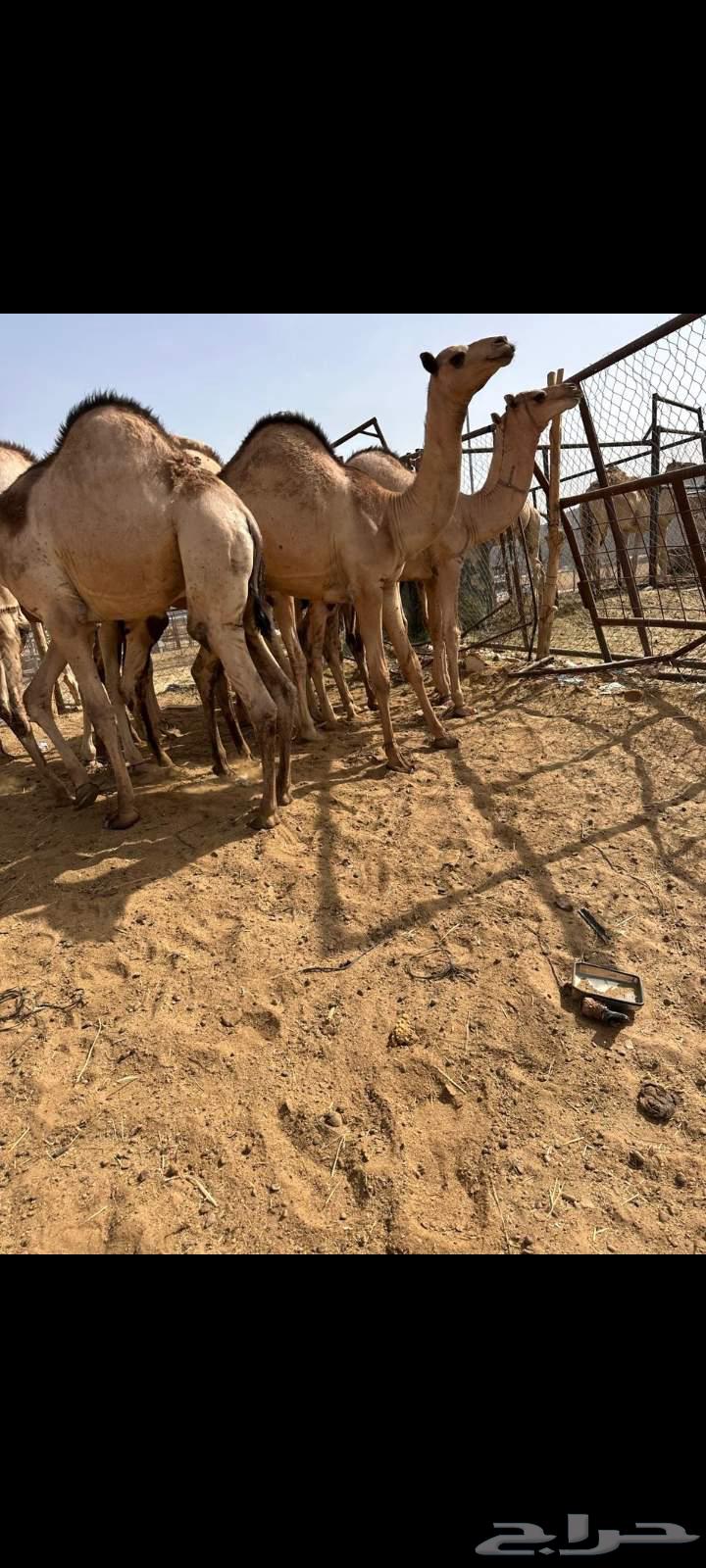 قعدان للبيع مغلقة موقع نجران63705184213890111