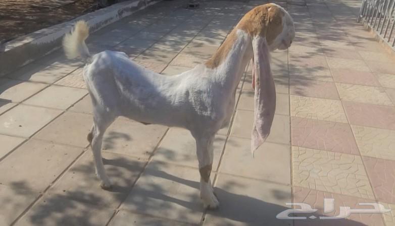 جفره حجازيه هولنديه بيضاء63705944146689113