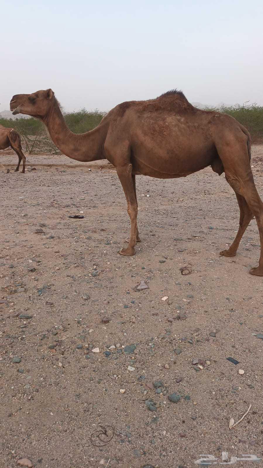 7000 سواحل نياق63705096436098111