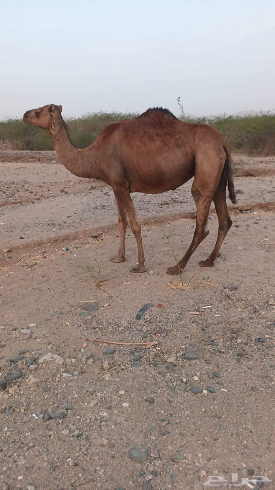 7000 سواحل نياق63705096436098114