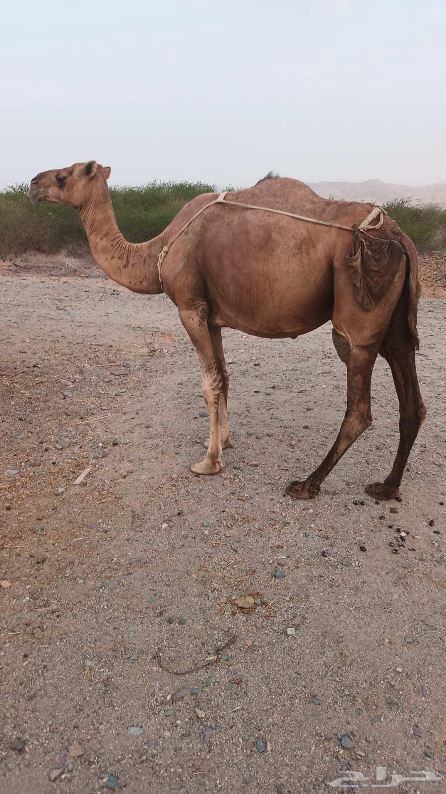 7000 سواحل نياق63705096436098112