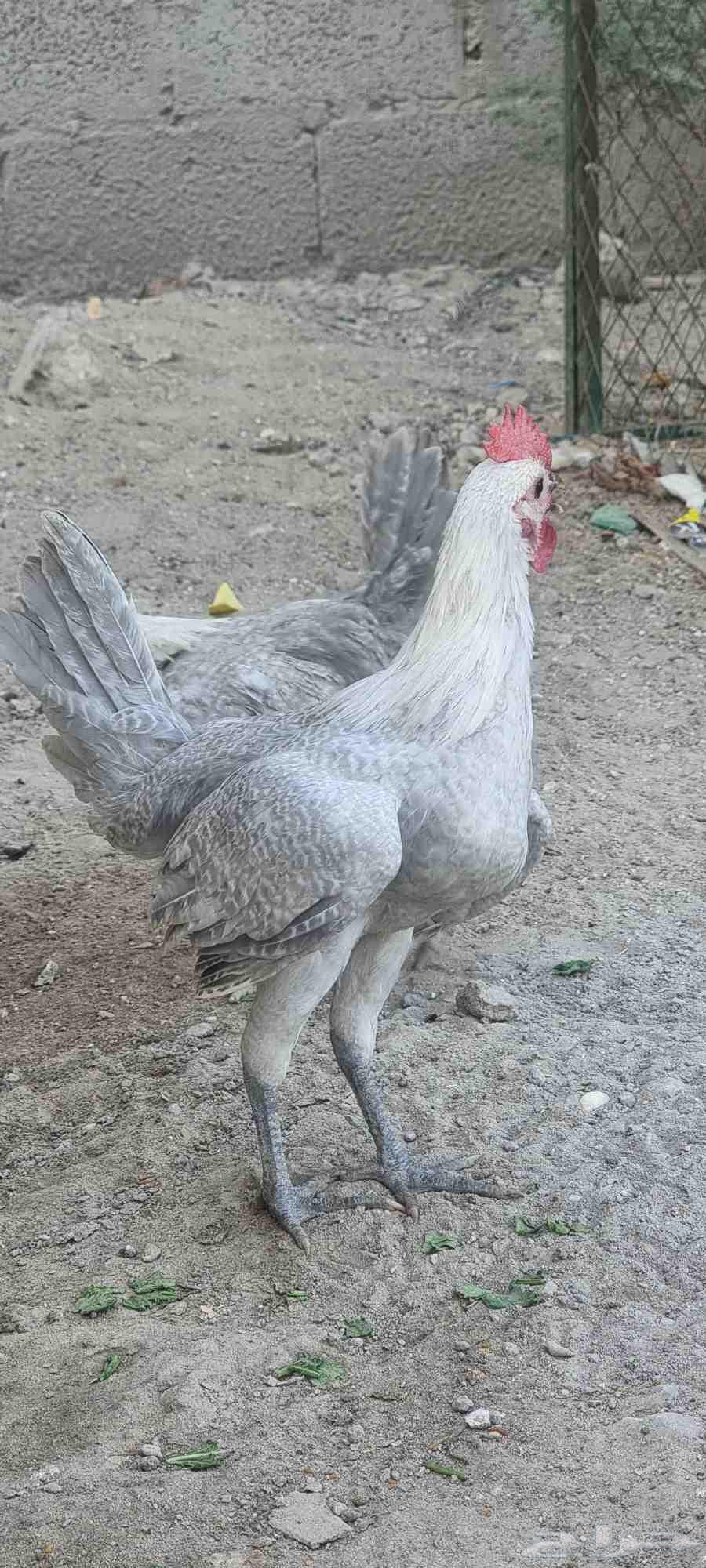 ديك فيومي المنيو63701790495873113