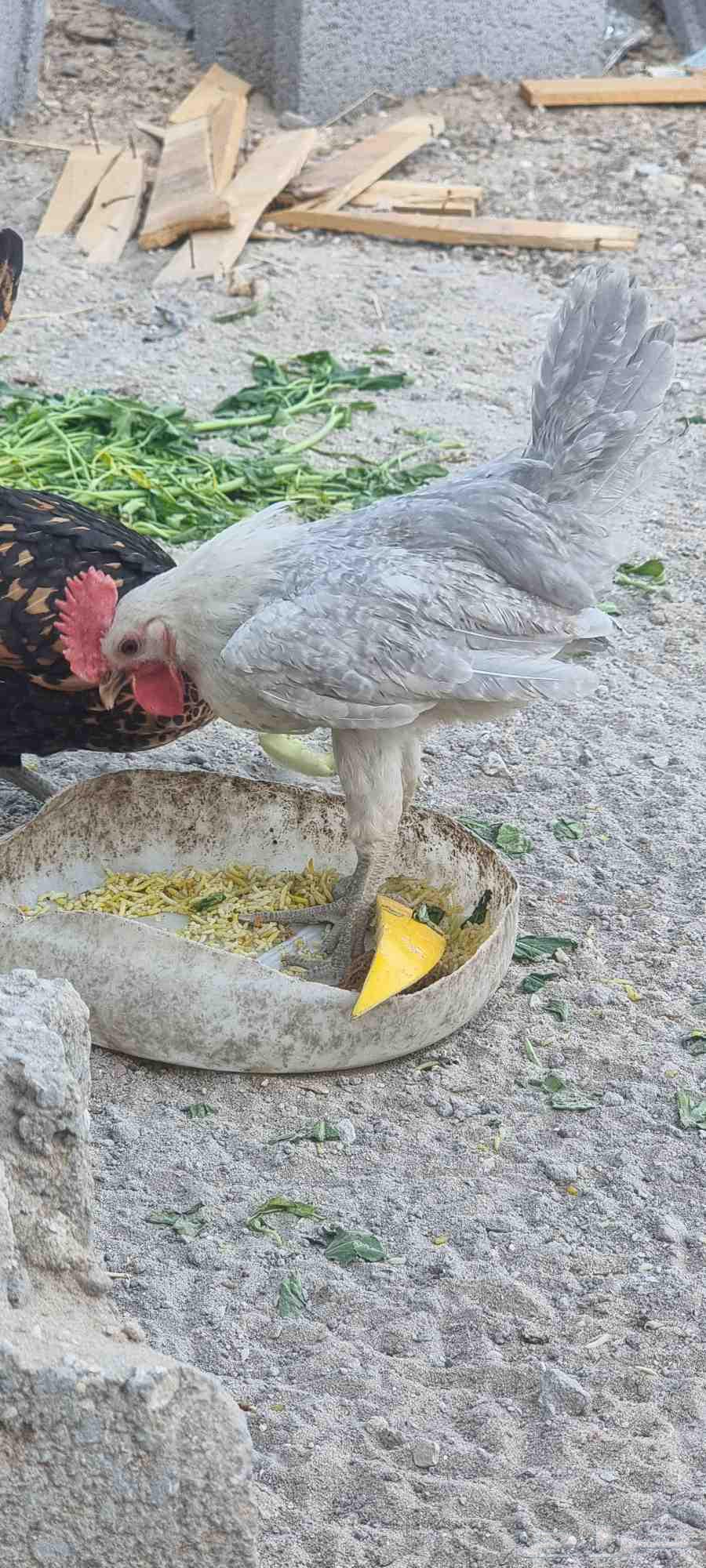 ديك فيومي المنيو63701790495873110