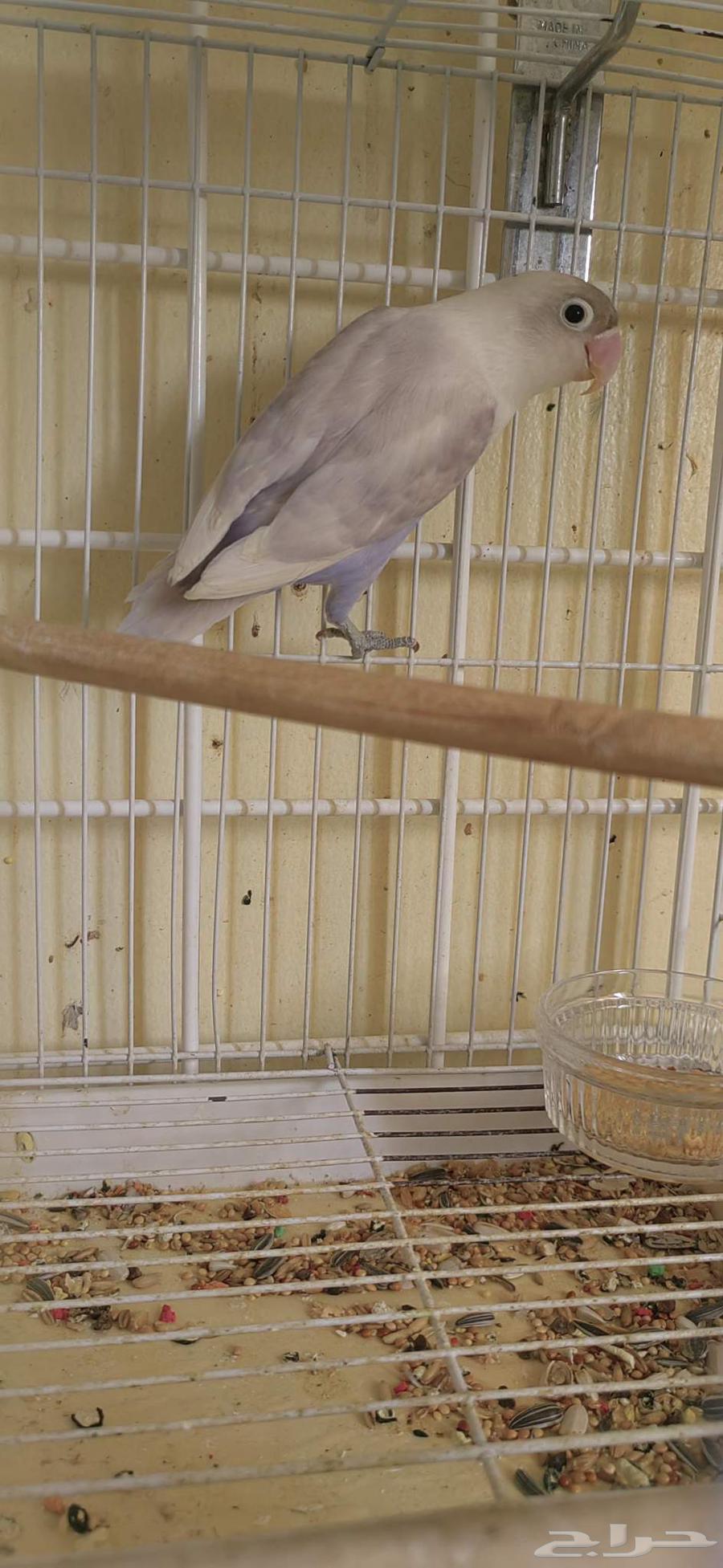 Fischer's bird for sale, rare color, for production63701876107522110