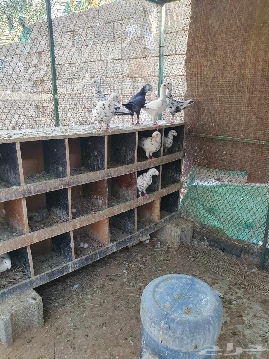 حمام هومر تايقر63700550297857112