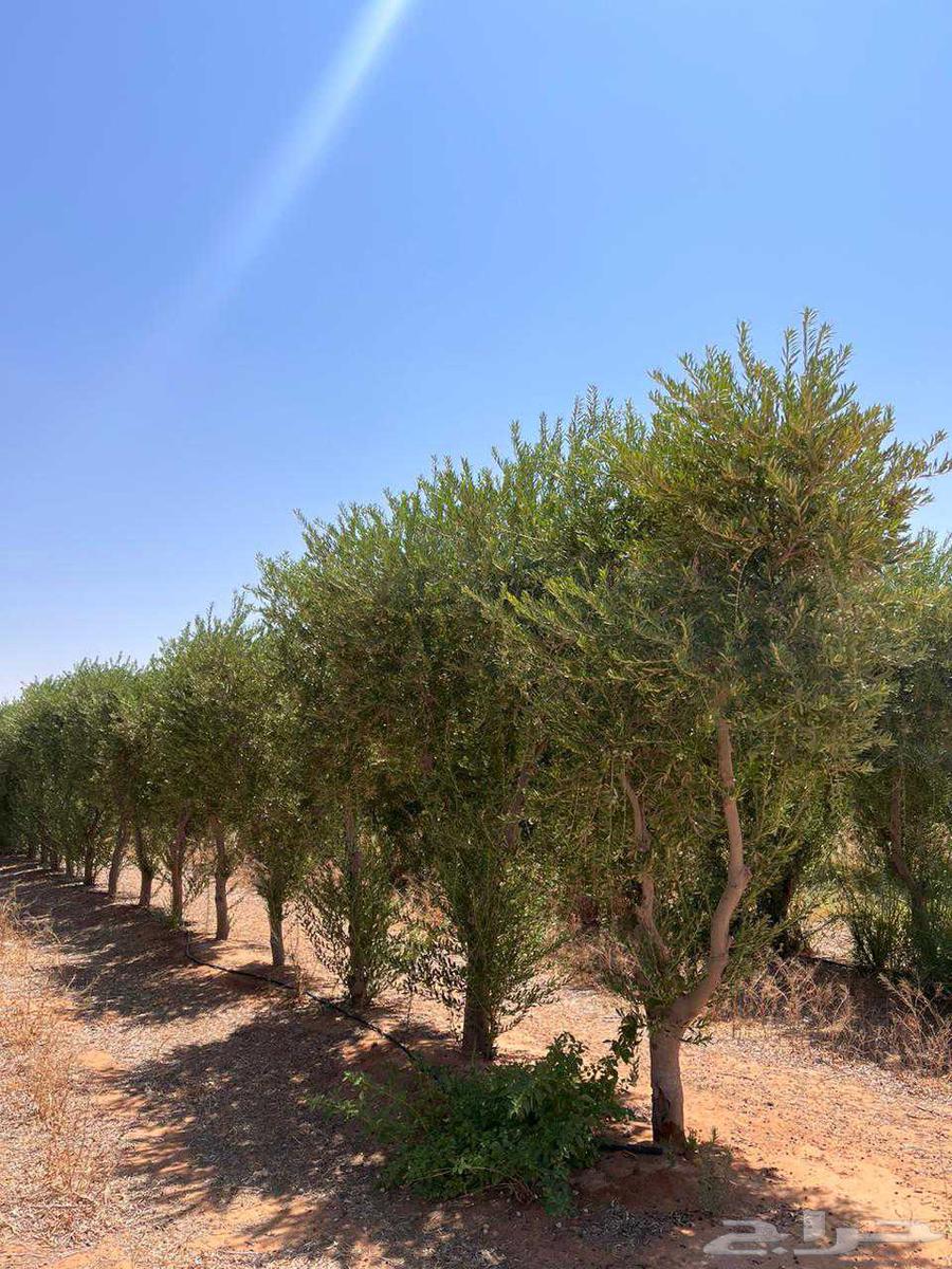 Olive trees for sale, all types63700459351555111