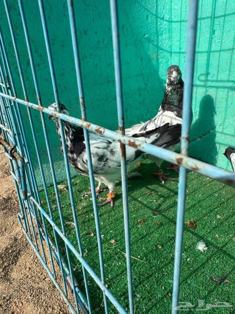 حمام باكستاني للبيع مشكل كواسير وسلاكيت63680189508609112