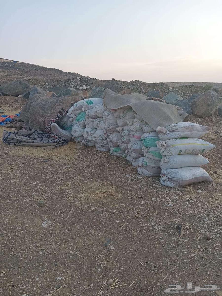 سماد قديم نضيف63699633643011110