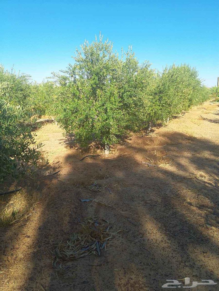 Olive trees for sale, all types63700459351555112