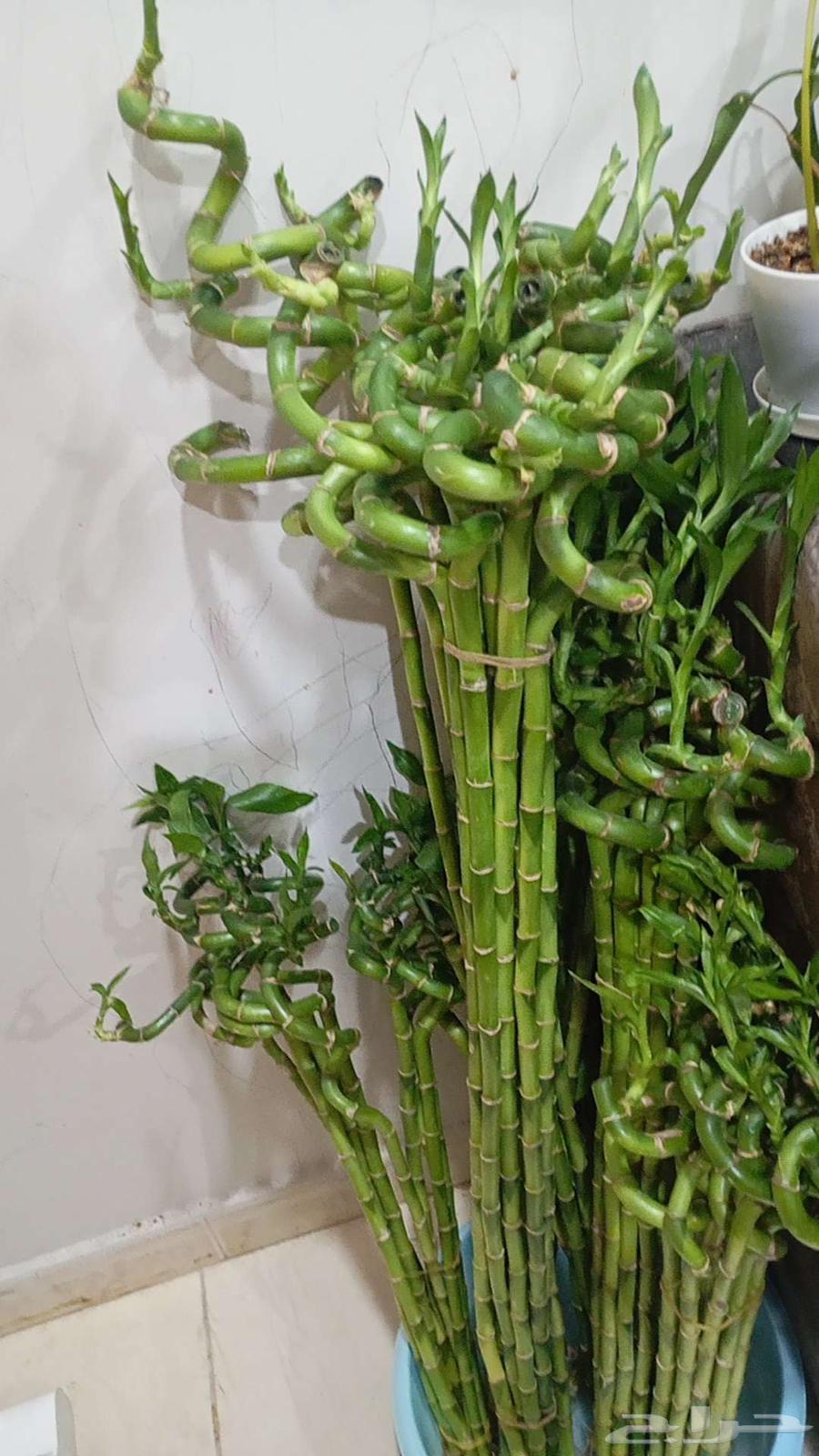 جميع مقاسات ساق البامبوا ( عصا موسي ) اسعار جمله63707300491138113