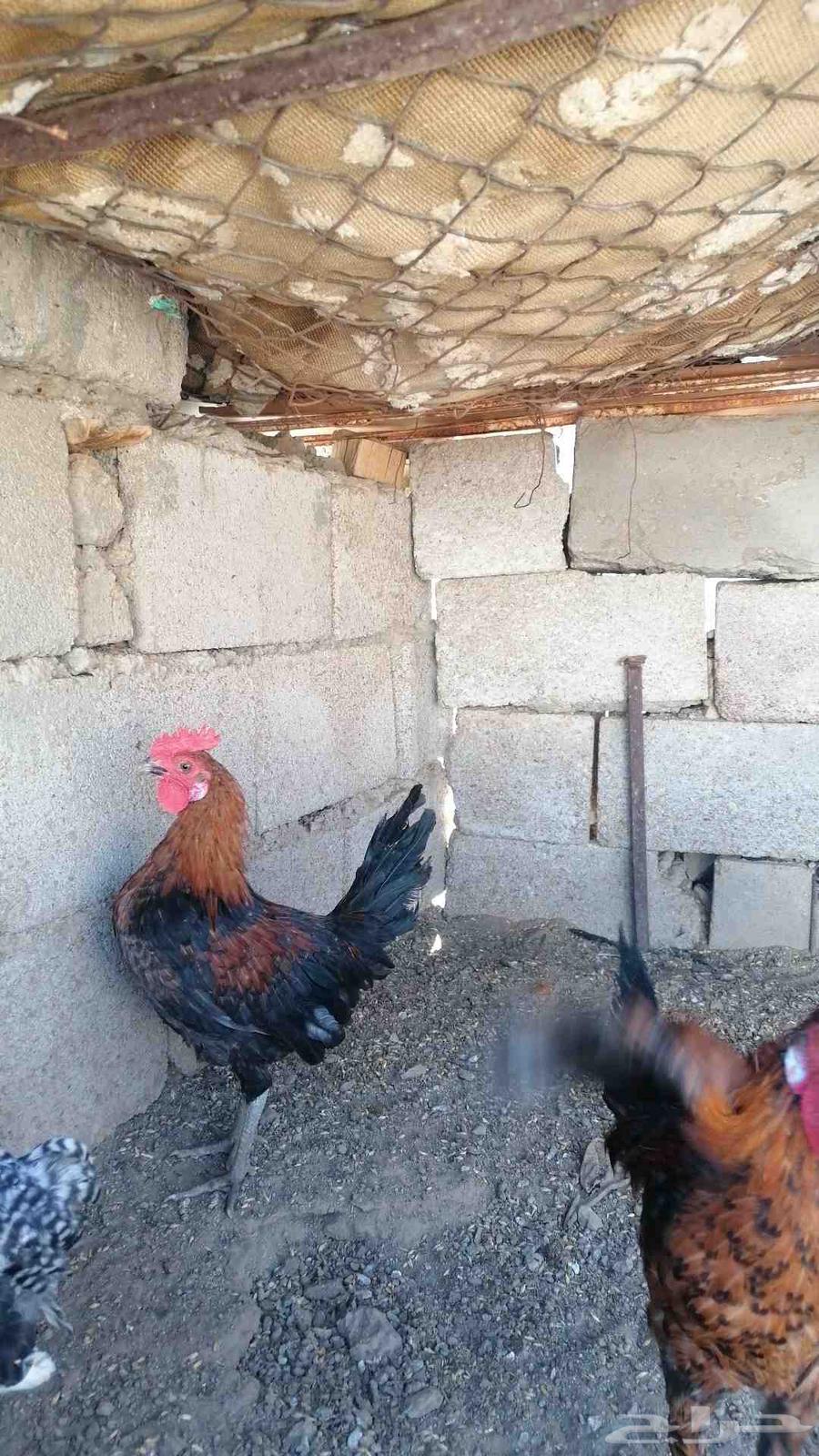 خمس ديوك. العمر 5 شهور. ب 18 ريال الواحد63711856238977110