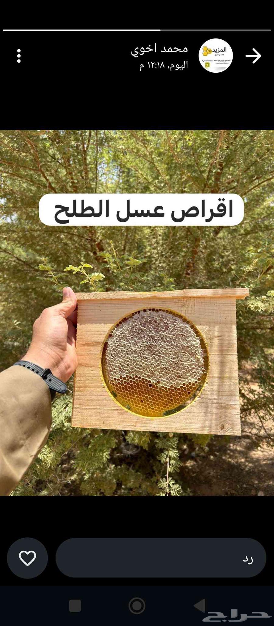 عسل طلح وسدر بري انتاج مناحلنا 144763711856245506112