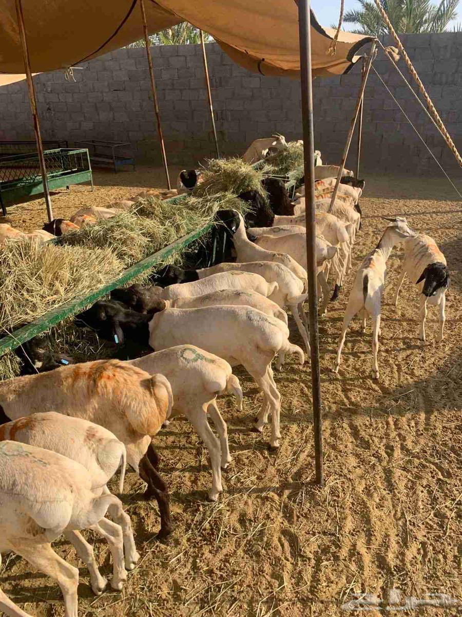 عرض خاص لتجار الجملة غنم بربري للبيع في المزاحمية63712406027267112