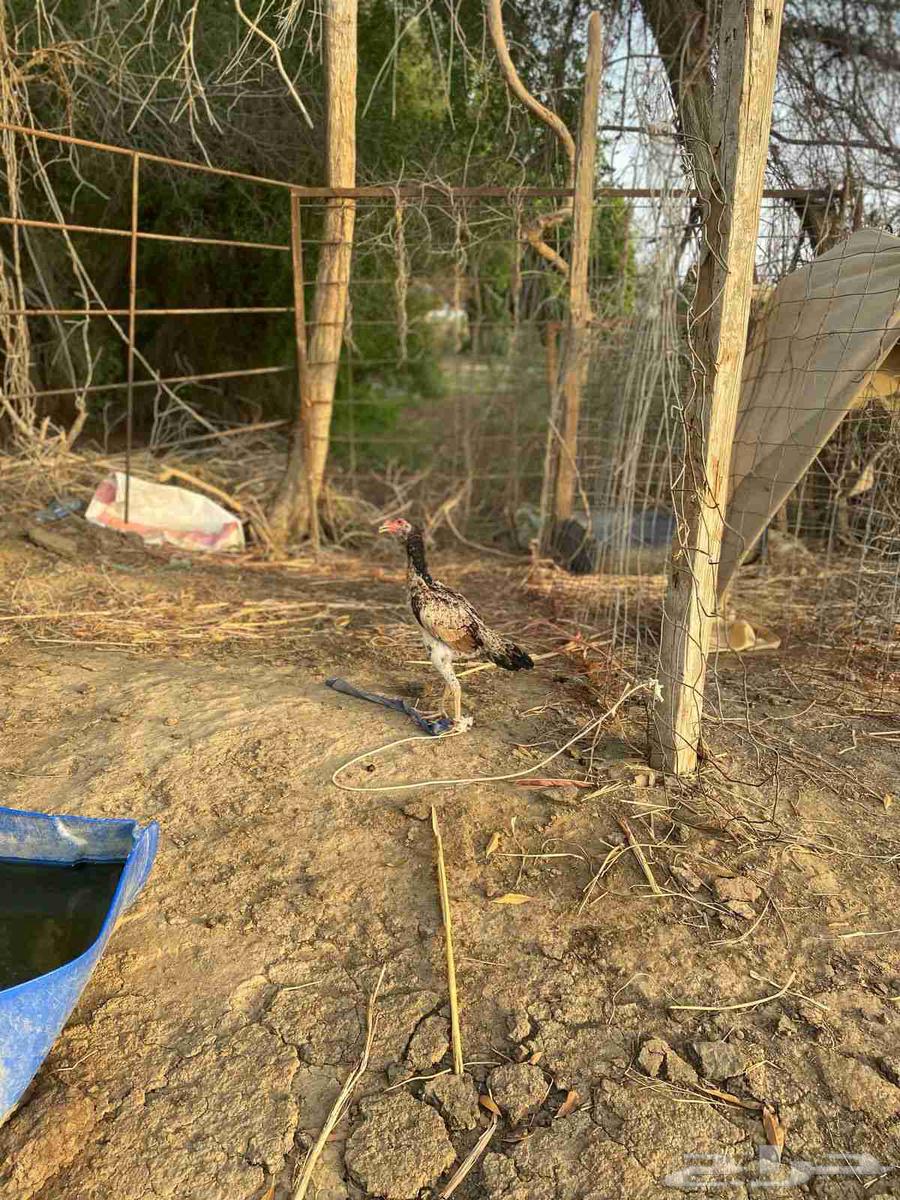 Sindhi Pure Chicken on Sum63716953069825112