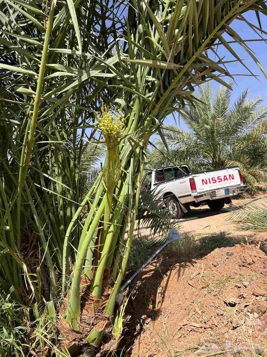 نخل للبيع بجميع انواعه الفاخره63716189347458111