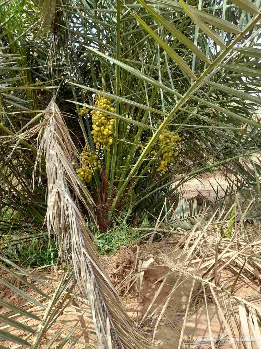 نخل للبيع بجميع انواعه الفاخره63716189347458110