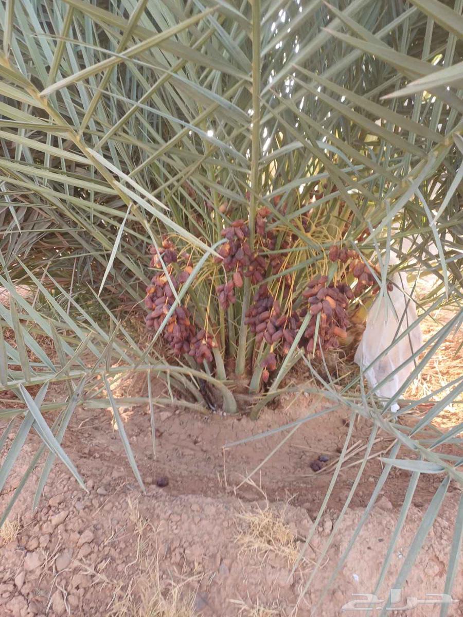 Fertile chicken available for sale, all types, delivery available across63710871533059110