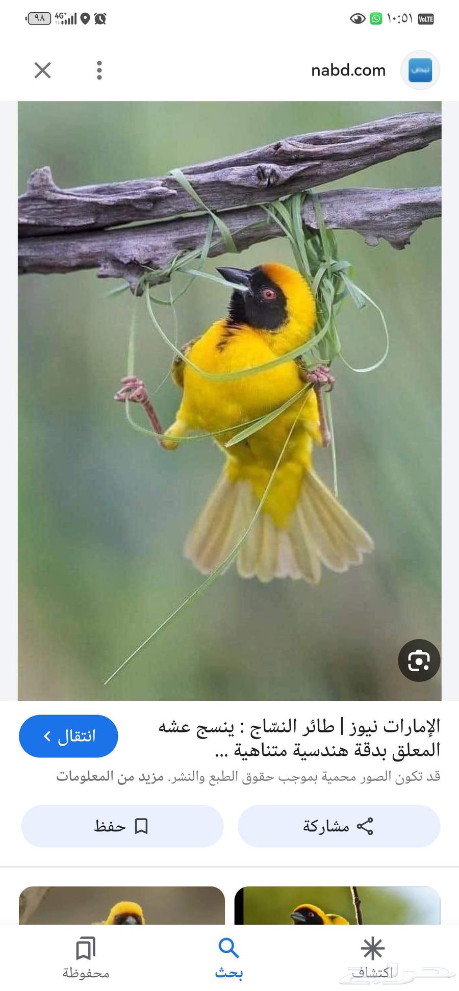 The Weaver's Passport and the Golden Bird63709659105923111