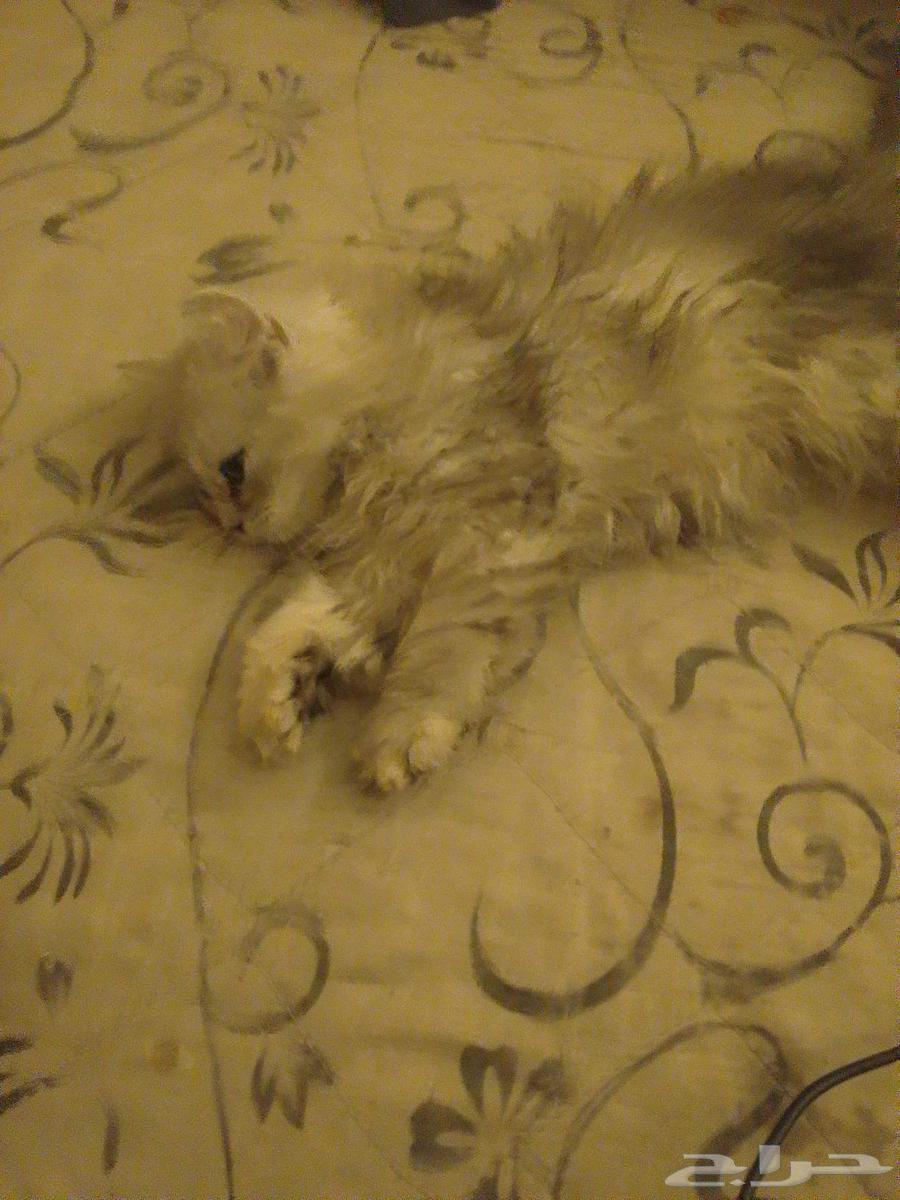 Persian kitten for sale, price 400-300 riyals, two of them63707300592003110