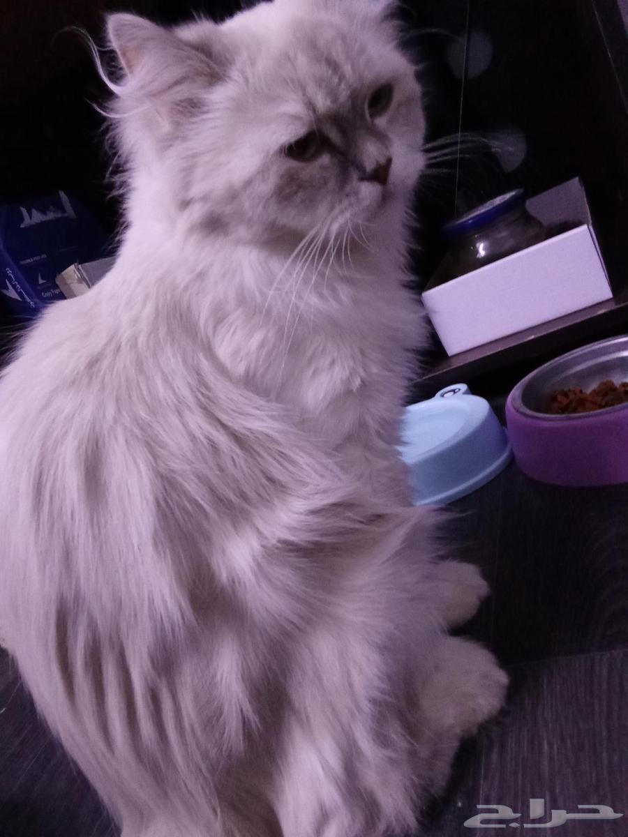 قطط للبيع الوحده ب 45063706848565121111