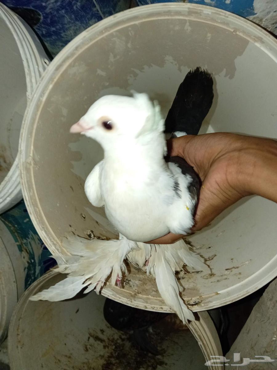 النوع  عبسي مشرب شوبعه63715932291841111