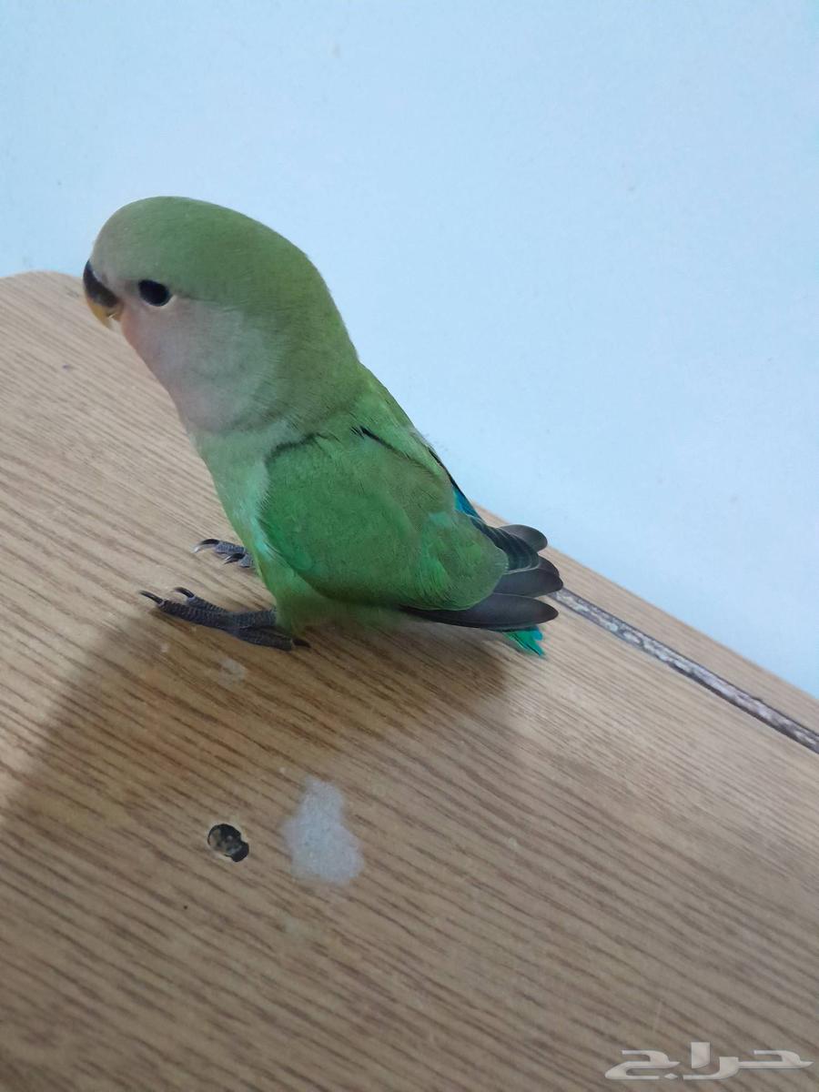 ببغاء روز63709022643713110
