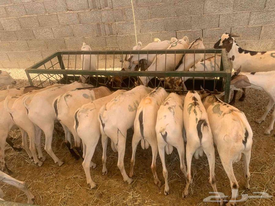 عرض خاص لتجار الجملة غنم بربري للبيع في المزاحمية63712406027267111