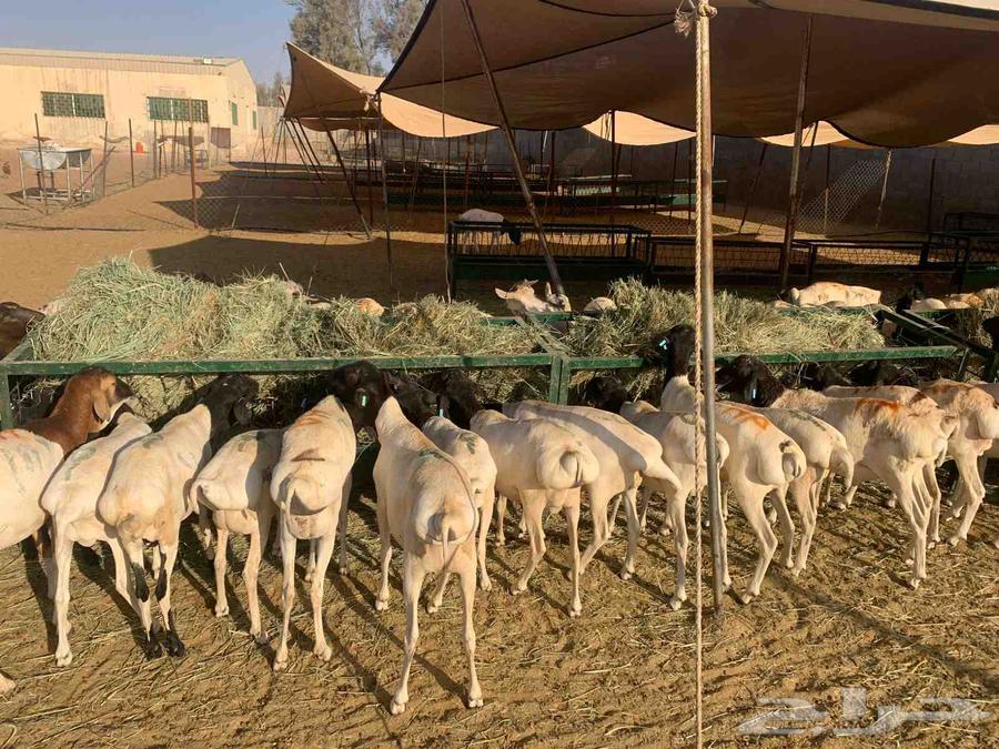 عرض خاص لتجار الجملة غنم بربري للبيع في المزاحمية63712406027267110