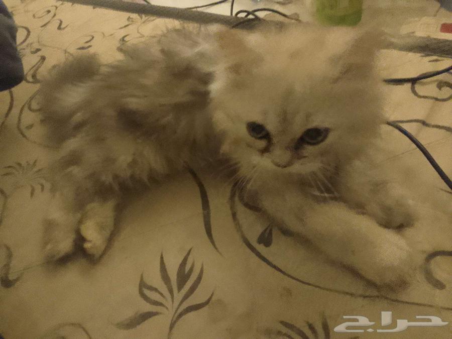 Persian kitten for sale, price 400-300 riyals, two of them63707300592003111
